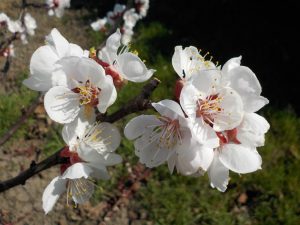 1.4.17c_meruňkové květy