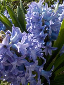 1.4.17f_modré hyacinty