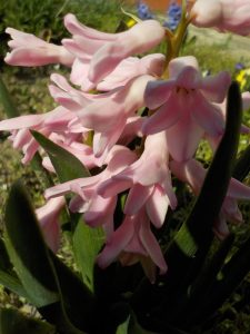 1.4.17g_růžový hyacint
