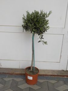 Olivovník evropský_ 80 cm